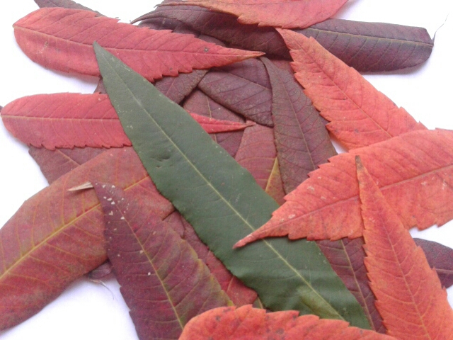 image-0-02-05-e02d802c68d397f65aceafc6fe9f0a5d441521fad839a9f0e3677f516c880826-V